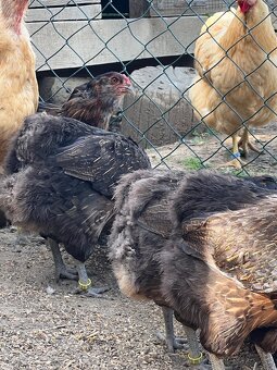 Araucana - 2