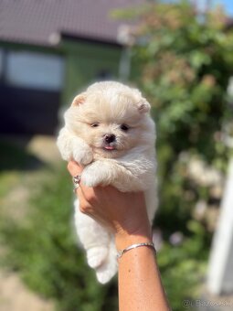 Pomeranian - 2
