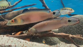 Americké cichlidy - 2