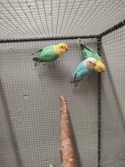 Agapornis fischeri - 2