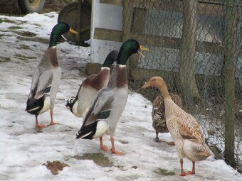 Predam kačky Indicky Bežec - 2