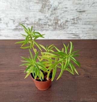 Izbové rastlinky - 2