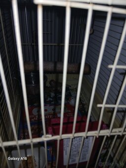 Zebricky klietka - 2