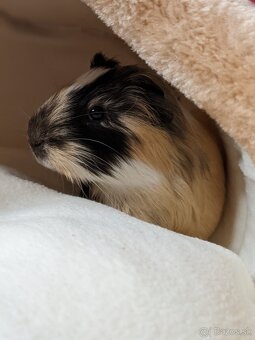 morské prasiatko - 2