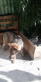 Nemecký ovčiak - 2