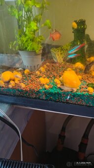 Slimáky Ampulária žltá - Ampullaria australis - 2