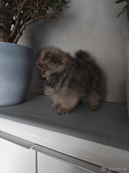 Pomeranian - 2