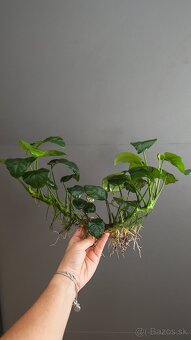 Predám rastlinky - Anubias - 2