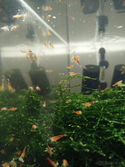 Caridina Calceo red dragon - 2