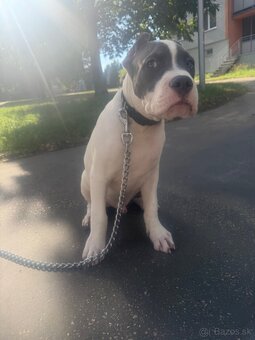 American Bully XL s PP - 2
