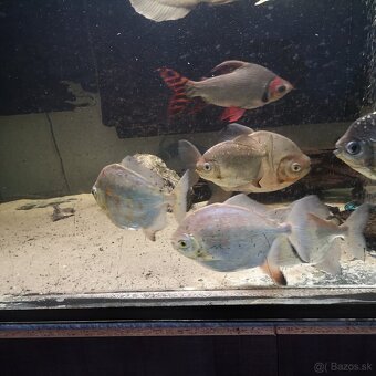 Myleus Rubripinnis/tetra červenoplutvá - 2