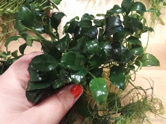 Anubias Nana - 2