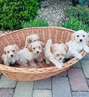 Maltipoo,pudel,maltezak - 2
