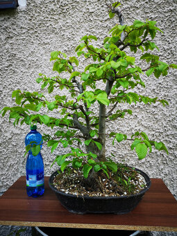 bonsai 14 - 2