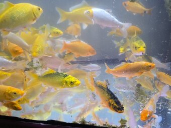 Koi kapre - 2