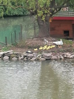 Kačica cinska"pizmova"-káčatka - 2