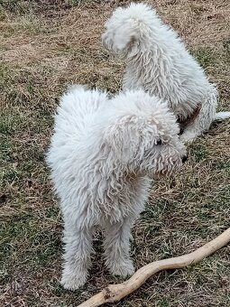ŠTENIATKA KOMONDOR - 2