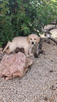 Zlaty retriever golden retriever posledny psik - 2