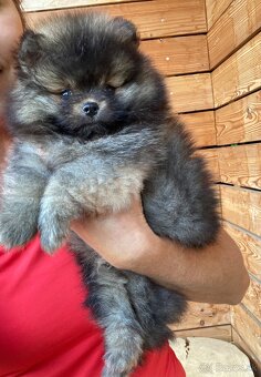 Pomeranian - mini velikost- PP/FCI - 2