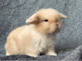 🐰MINILOP ZAKRSLÝ KRÁLIK🩷. - 2