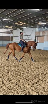 Predám kobylku - 2