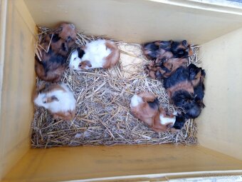 Morčatá rozetové - 2