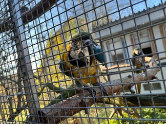 Predam ara ararauna - 2