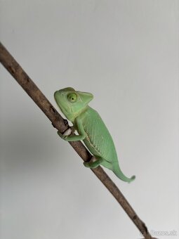 Chameleon jemensky - 2
