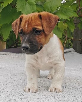 Jack Russel Terier - 2