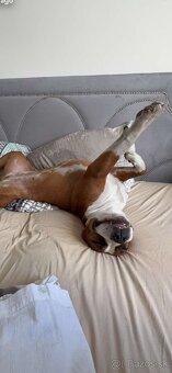 Staford Amstaff - 2
