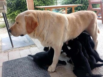 LABRADOR keverék kiskutyák eladóak - 2