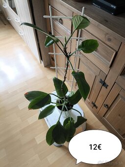Väčšie izbové rastlinky - 2