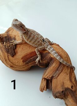 Predám mláďatá agamy bradatej - 2