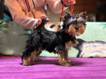 Yorkshire terrier s Preukazom pôvodu FCi - 2
