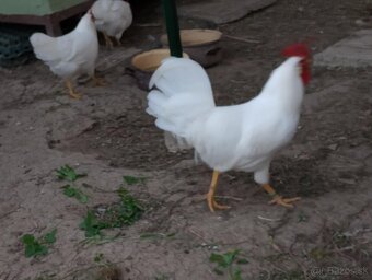 Leghorn kohút - 2