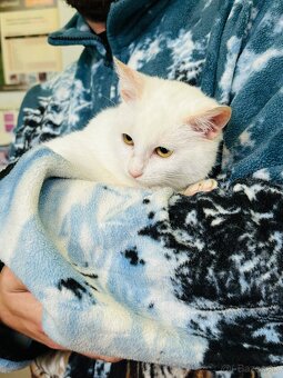 Darujem mačiatko - 2