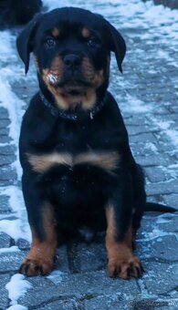 Rotvajler,rottweiler,RTV, šteniatka rottweilera - 2