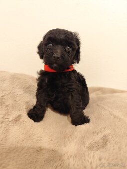 Pudel trpasličí - 2