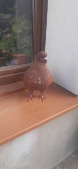 Americký King 2024. - 2