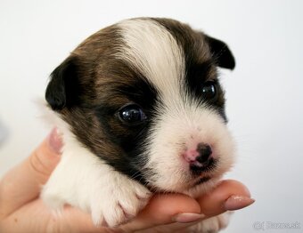Jack Russell Terrier s pp - 2