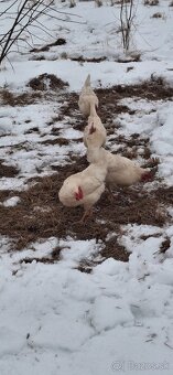 Predám vajíčka - 2