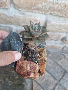 Echevereria purpusorum v skalke - 2