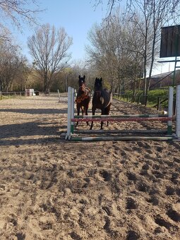 Kobylka na predaj - 2