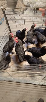 Kohúty Dark Shell - 2