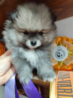 Pomeranian s PP - 2