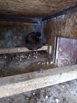 Kohút hodvabničky - 2