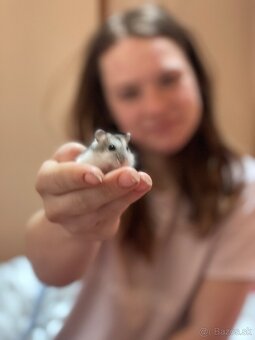 Darujem škrečka - 2