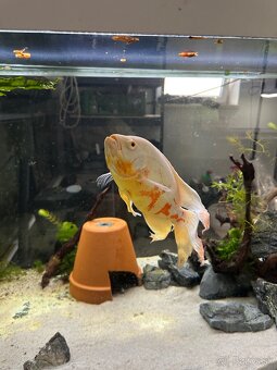🐟 Astronotus ocellatus (Oscar) - 2