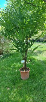 citrusy a palmy - 2