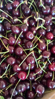 Višne - 2